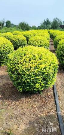 冠幅150厘米金叶女贞球