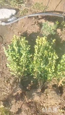 高度40厘米小叶黄杨