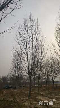 25公分法桐