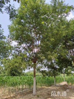 18公分国槐