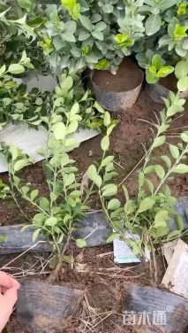 高度70厘米卫矛