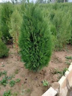 高度300厘米侧柏小苗