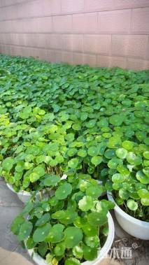 高度15厘米铜钱草