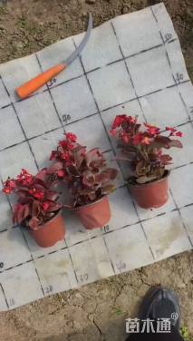 高度10厘米四季海棠