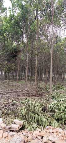 12公分楸树
