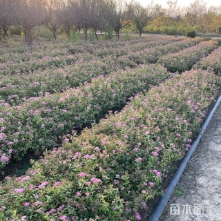 高度40厘米金山绣线菊