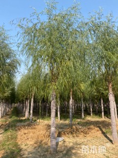 15公分西湖垂柳