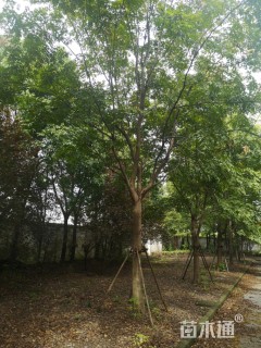25公分黄山栾树