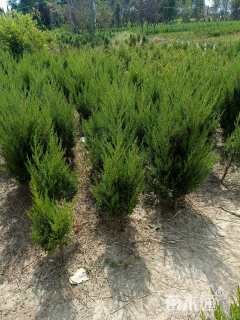 高度150厘米蜀桧