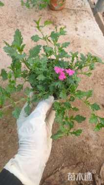 高度15厘米美女樱