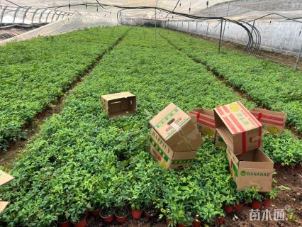 高度20厘米火焰南天竹