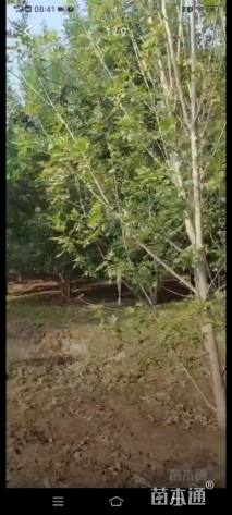 高度500厘米丛生白蜡