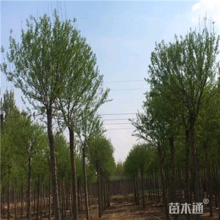 10公分馒头柳