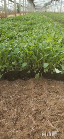 高度10厘米美丽月见草