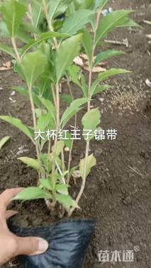 高度40厘米锦带