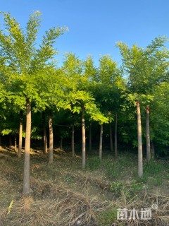 10公分矮杆金枝槐