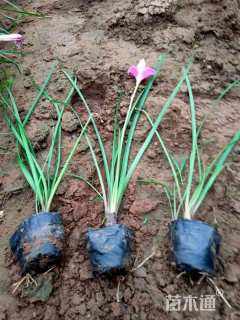 高度20厘米白花葱兰