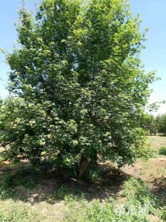 高度500厘米丛生元宝枫