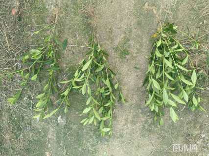 高度30厘米小叶栀子