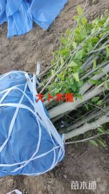 高度200厘米丛生木槿