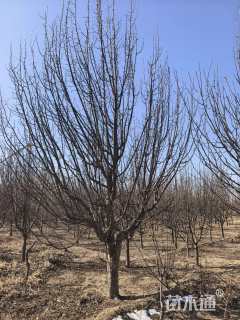 36公分八棱海棠