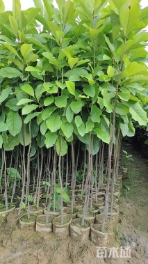0.9公分火力楠