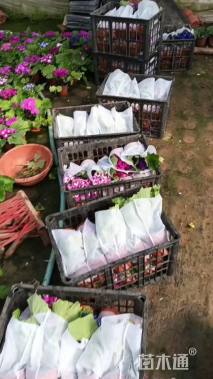 高度20厘米瓜叶菊