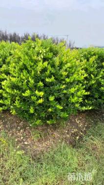 冠幅100厘米金森女贞球