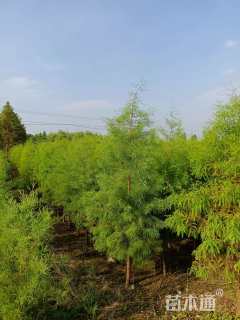 草块状百慕大草