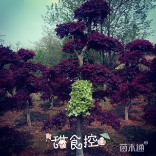 造型红花继木桩