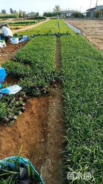 高度20厘米阔叶麦冬