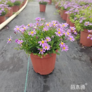 高度30厘米姬小菊