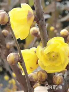 高度300厘米蜡梅
