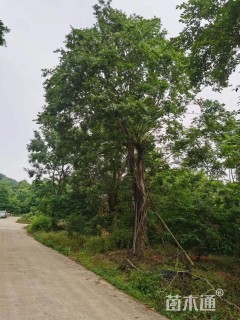 60公分朴树