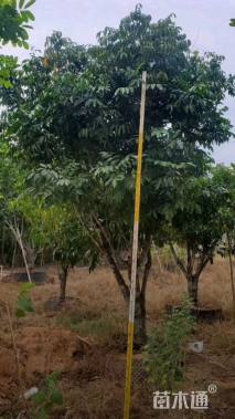 高度400厘米黄皮