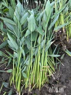 高度60厘米再力花