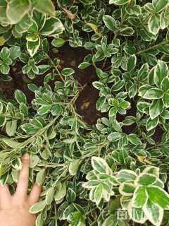 高度40厘米金边黄杨