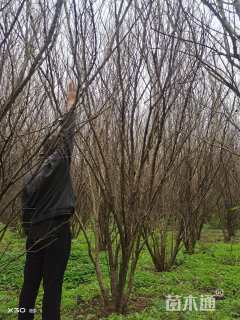 高度350厘米丛生花石榴