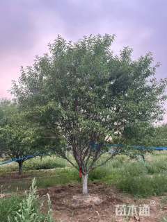 16公分菊花碧桃