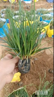 高度30厘米崂峪苔草