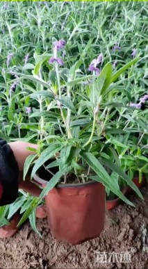 高度30厘米墨西哥鼠尾草