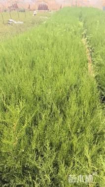 高度100厘米侧柏