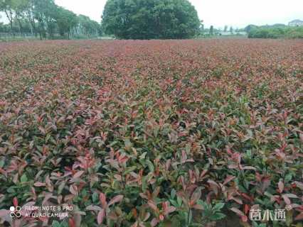 0.1公分红叶石楠