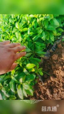 高度20厘米宿根福禄考