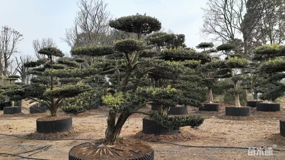 容器苗造型罗汉松