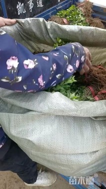 高度60厘米卫矛