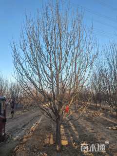 15公分八棱海棠