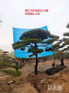 高度600厘米黑松