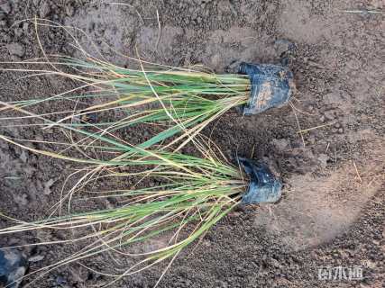 高度32厘米小兔子狼尾草