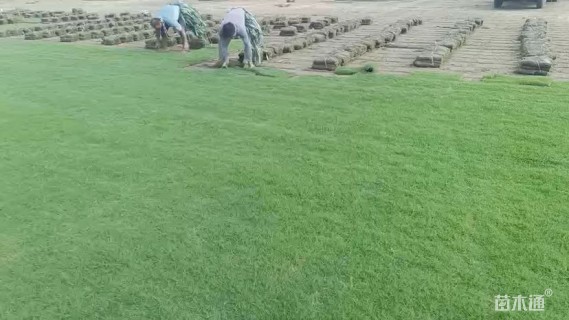 草卷状百慕大草